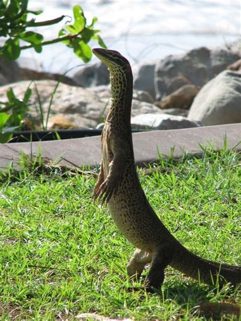 Gould S Monitor Varanus Gouldii Les Reptiles Cute Reptiles Reptiles