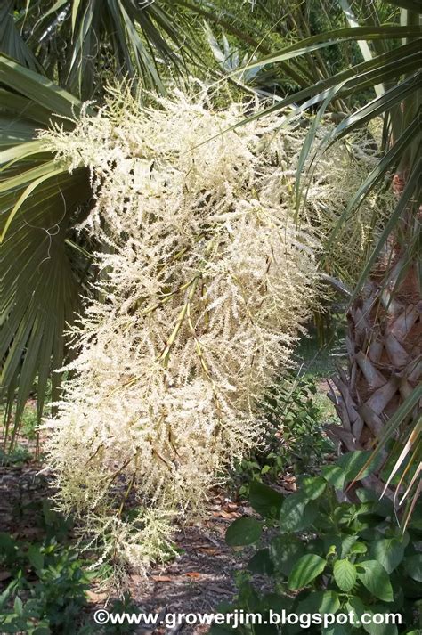 Garden Adventures Sabal Palmetto