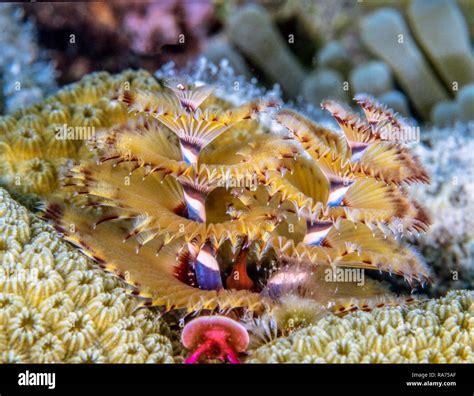 Spirobranchus Giganteus Commonly Known As Christmas Tree Worms Are