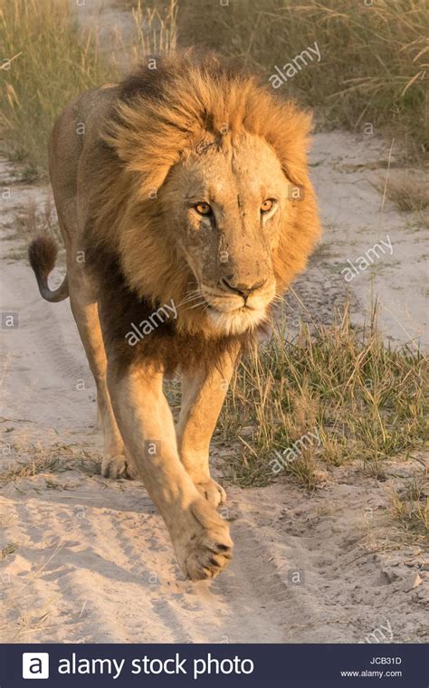 Closeup Of Lion Walking Stock Photo Alamy