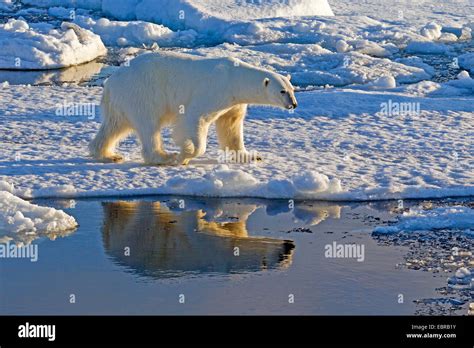 L Ours Polaire Ursus Maritimus Sur La Banquise Dans La Mer De La