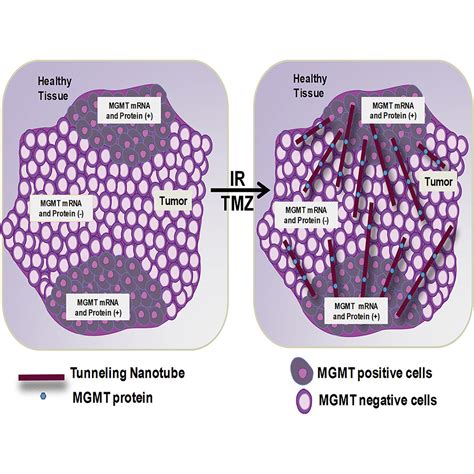 Tunneling Nanotubes Mediate Adaptation Of Glioblastoma Cells To