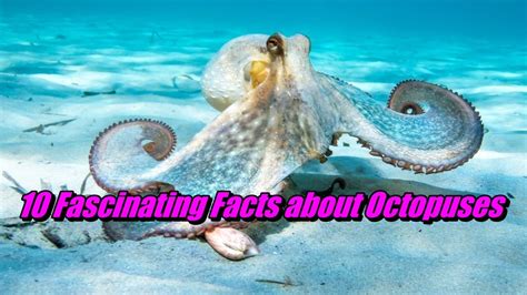 10 Fascinating Facts About Octopuses You Need To Know Youtube