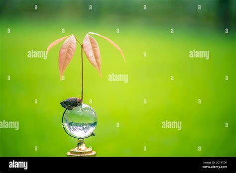 Lychee fruit seed germination Stock Photo - Alamy