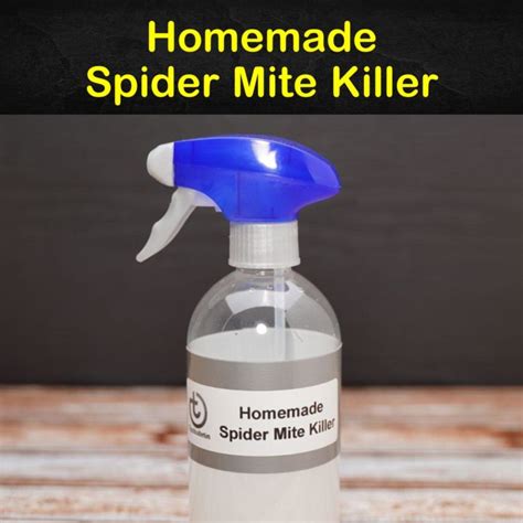 7 Natural Ways To Kill Spider Mites