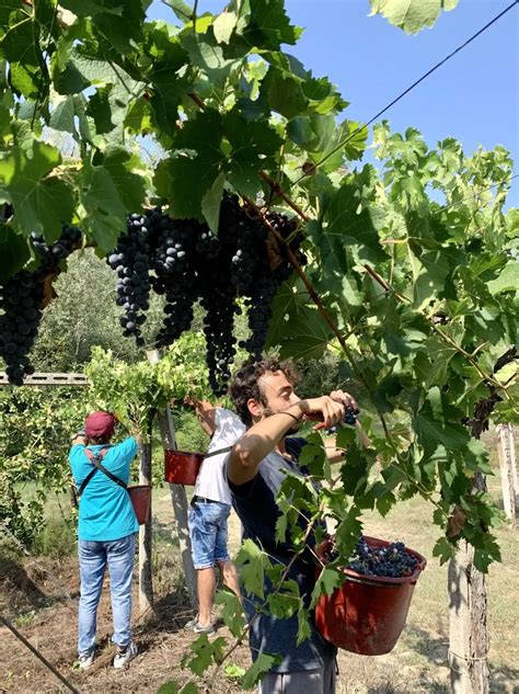 Bestel Wijn Direct Bij Passione Natura Uit Abruzzo Via Onwine Onwine