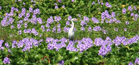 Jamshedpur Man To Use Fiber Extracted From Water Hyacinth To Make Sarees