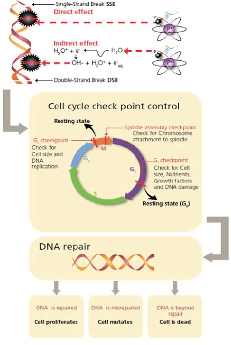 Schematic Demonstration On How Ionising Radiation Can Affect Cells Download Scientific Diagram