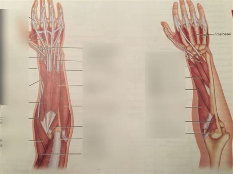 Forearm Extensor Diagram Quizlet