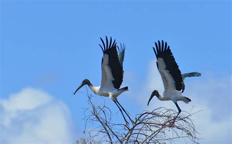 Everglades by Airboat | Steve D'Antonio Marine Consulting