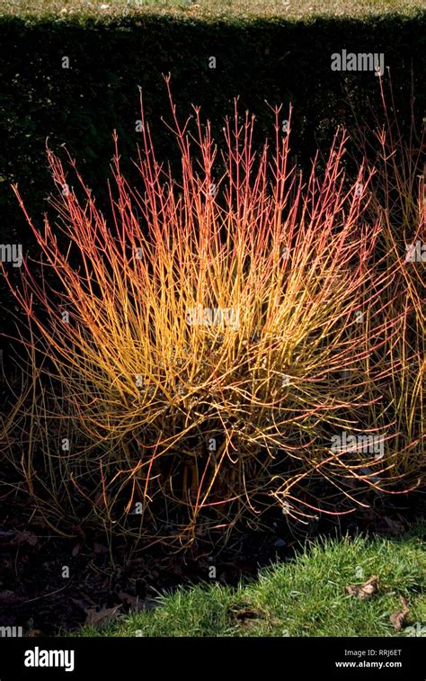 Cornus Midwinter Fire Stock Photo Alamy