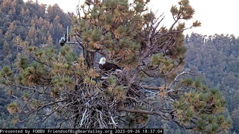 Eagle couple Jackie and Shadow return to nest in Big Bear