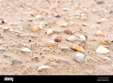 Sea Shells At The Beach Sand Texture With Selective Focus Or Blur And