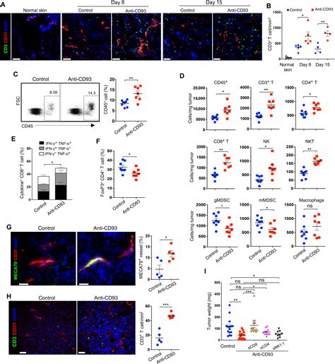 Blockade Of The Cd Pathway Normalizes Tumor Vasculature To Facilitate