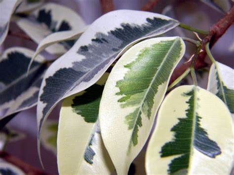 Jakiej Opieki Potrzebuje Figowiec W Pomieszczeniu Jardineria On