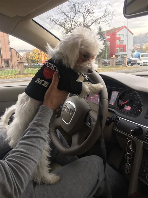 Here is my boy Zoomie. He got his name for doing best Zoomies ever : r ...