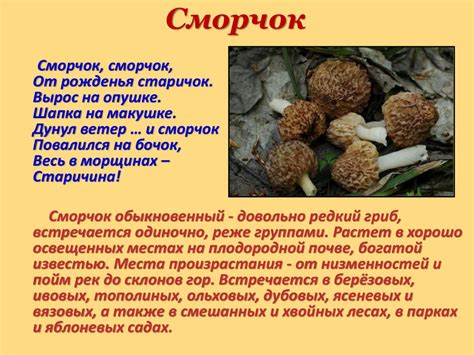 Съедобные грибы - презентация онлайн