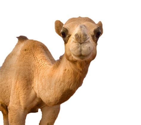 Funny Camel Face