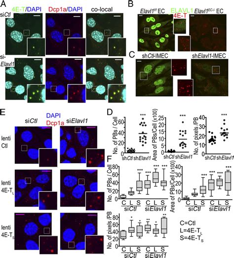 The E T S Protein In Elavl Depleted Cells Induces Exaggerated Pb