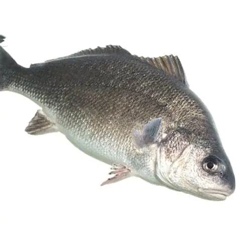 22 Lake Erie Fish Species Updated Pond Informer