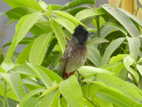 Red Vented Bulbul Project Noah