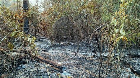 Fogo avança em Roraima e atinge floresta da Terra Indígena Yanomami