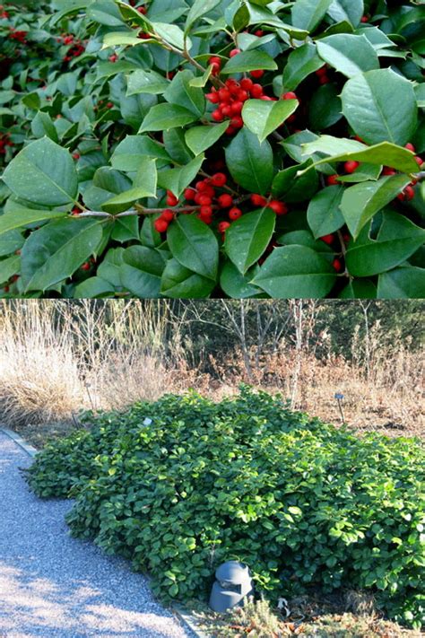 Buy Maryland Spreader American Holly Free Shipping Wilson Bros