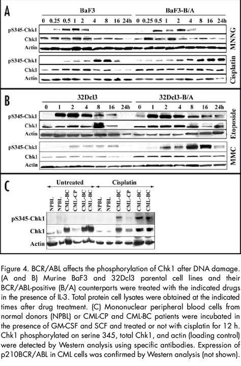 Enhanced Activity Of Atr Kinase In Bcr Abl Leukemia Cells Treated With