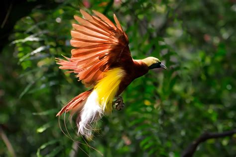 asal usul burung cendrawasih tokoh  pesan moral