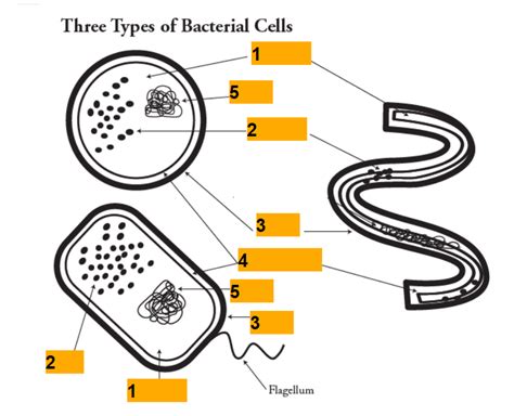 Label A Bacteria Prokaryote Diagram Quizlet