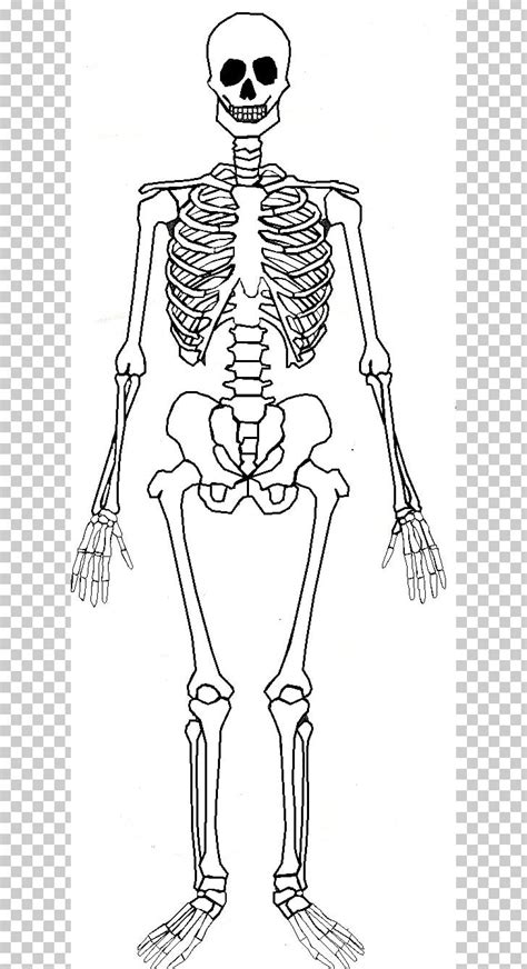 Human Skeleton Human Body Bone Anatomy Png Clipart Arm Art Black