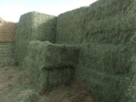 Rhodes Grass Hay - Horses Middle East