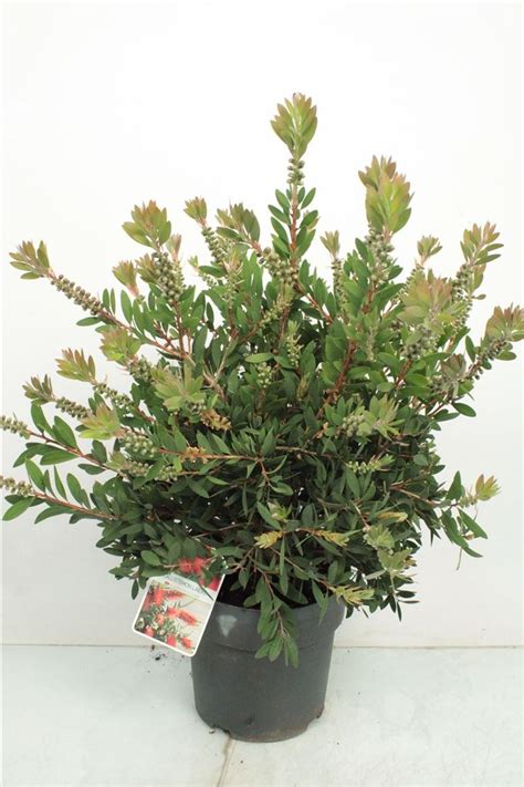 Callistemon Laevis Plant Wholesale FlorAccess