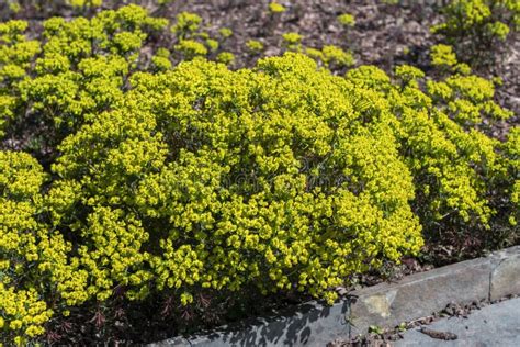 Euphorbia Cyparissias Wild Flower Stock Photo Image Of Nature