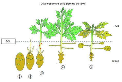 Pomme De Terre De La Graine Au Pépin