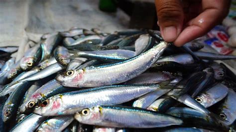 Fisherfolk Decry Fabricated Shortage Of Sardines For Canneries