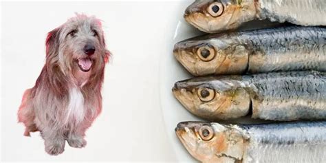 Can Dogs Eat Sardines? (With Dog's Nutritionist Comments)