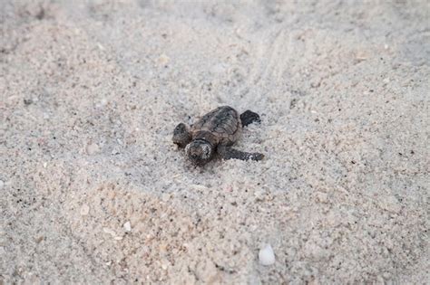 Premium Photo Hatchling Baby Loggerhead Sea Turtles Caretta Caretta