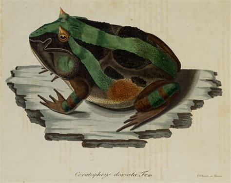 1000+ images about frogs in art on Pinterest