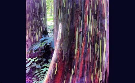 Showy Rainbow Eucalyptus Shed Patches Of Bark At Different Times Throughout The Year Rainbow