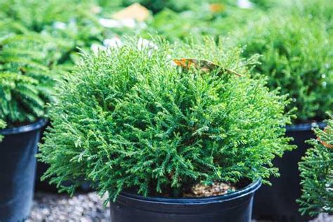 Departments Arborvitae Mr Bowling Ball™ 3 Gallon