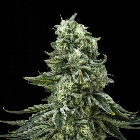 Vanilla Cake Floracal Hybrid Premium Flower 35g Floracal Farms