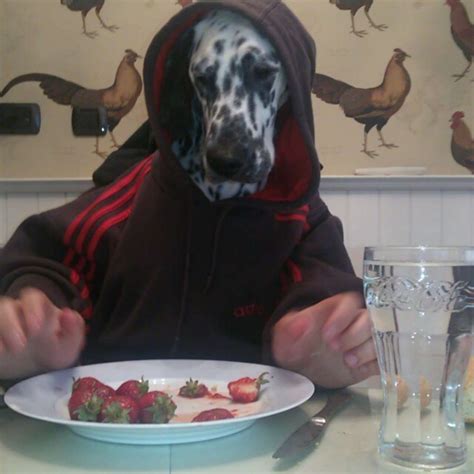 11 Dogs Eating With Human Hands Yup The Dodo