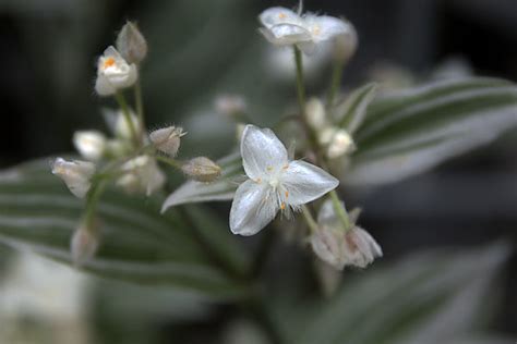 Tradescantia Albiflora Albovittata Tradescantia Albiflor Flickr