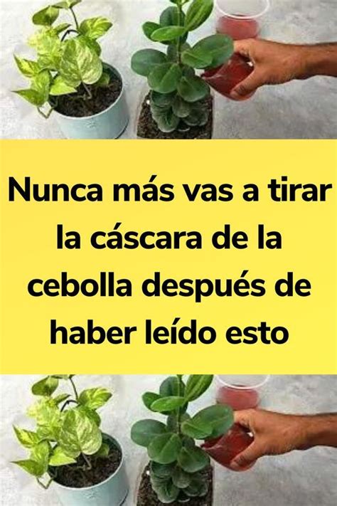 No Querr S Tirar La Cascara De Cebolla Despu S De Ver Esto Vegetable