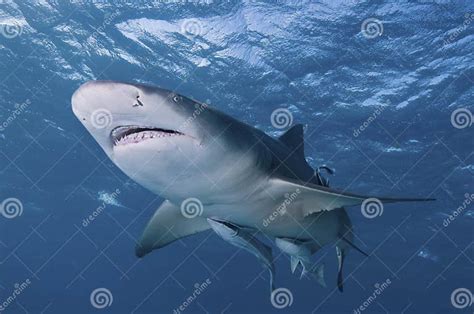 Smiling Shark Stock Image Image Of Animal Sharks Water 21361511