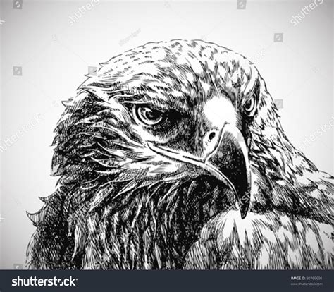 Eagle Head Line Art Stock Vector (Royalty Free) 80769691 | Shutterstock