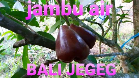 Mengintip Jambu Air Bali Jegeg Jambu Air Lokal Berkwalitas Asal Bali