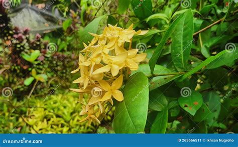 Ashoka S Yellow Geranium Flower Stock Image Image Of Bloom Floral