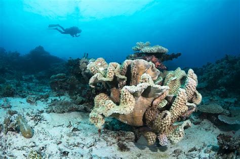 Rainbow Reef Diving Underwater Photography | Wildlife, Underwater ...